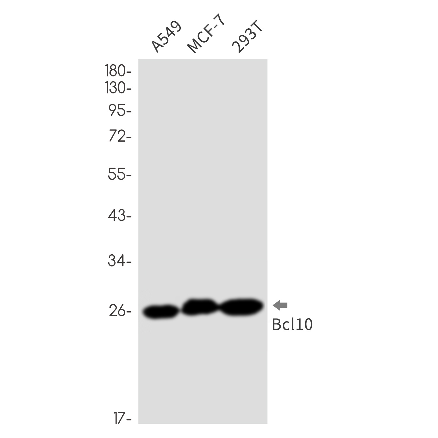 BCL10 Antibody