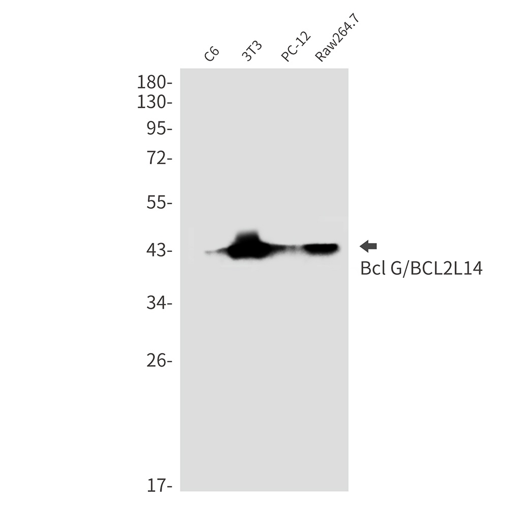 BCL2L14 Antibody