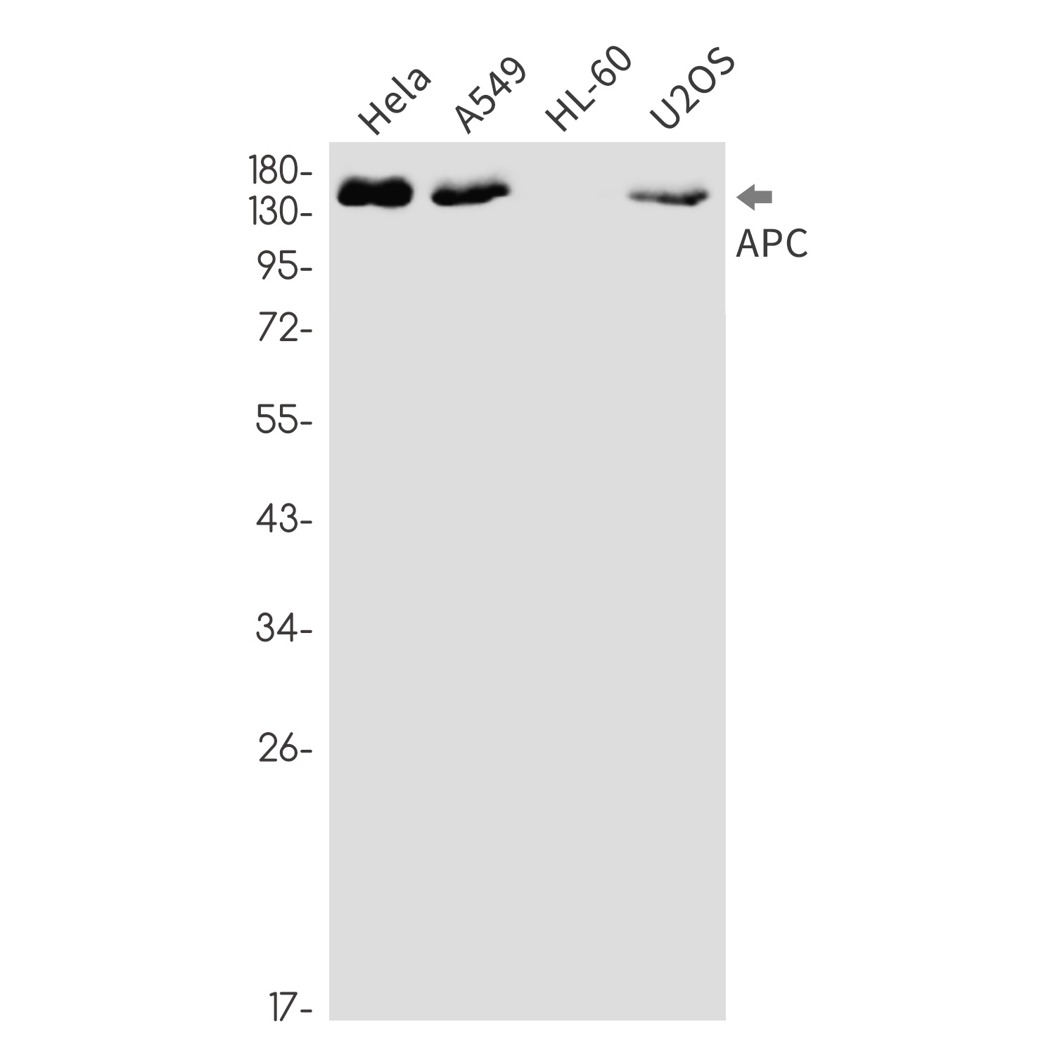 APC Rabbit mAb