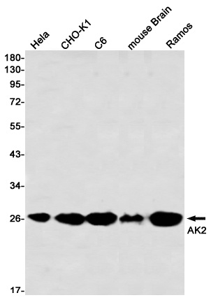 AK2 Rabbit mAb