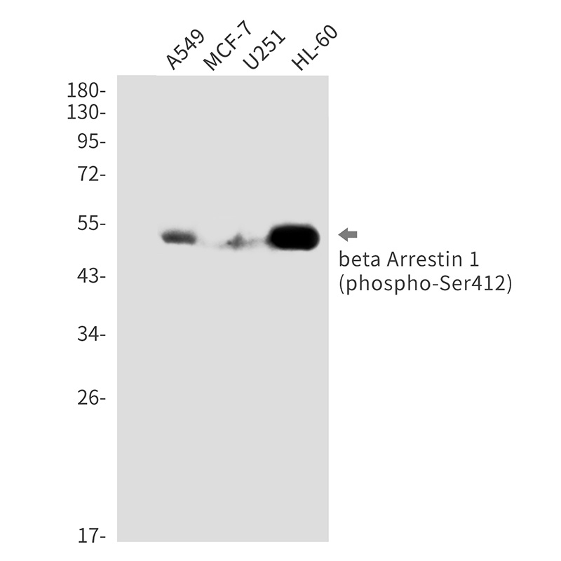 ARRB1 Antibody