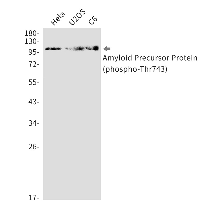 Phospho-Amyloid Precursor Protein (Thr743) Rabbit mAb