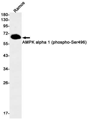 PRKAA1 Antibody