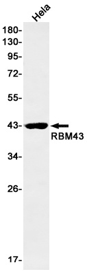 RBM43 Antibody