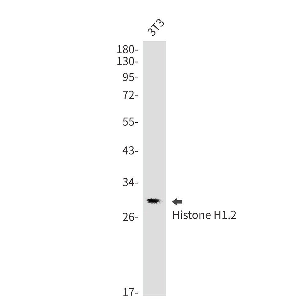 Histone H1.2 Rabbit mAb