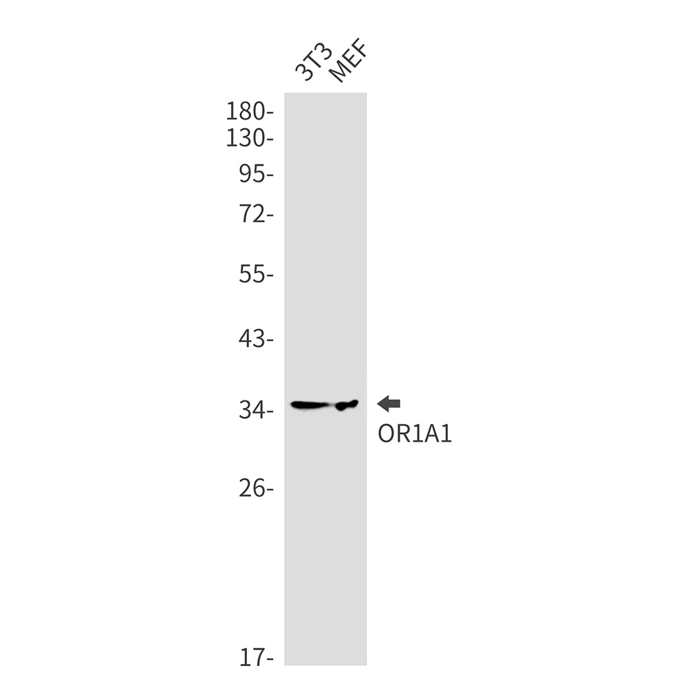 OR1A1 Rabbit mAb