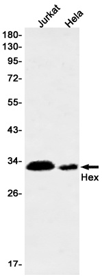 HHEX Antibody