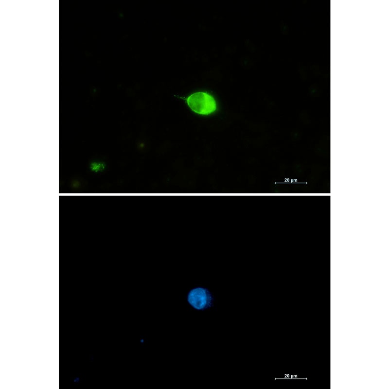 IRF7 Antibody