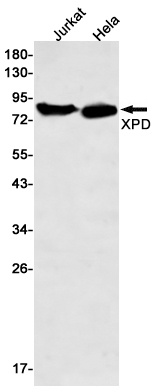 ERCC2 Antibody