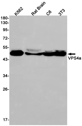 VPS4A Antibody