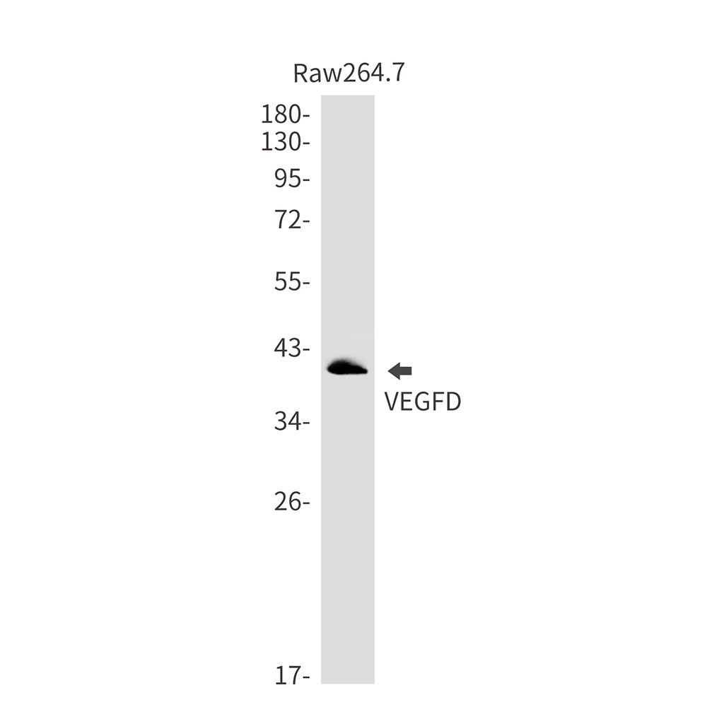 VEGFD Antibody