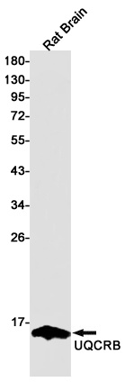 UQCRB Antibody