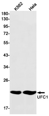 UFC1 Antibody