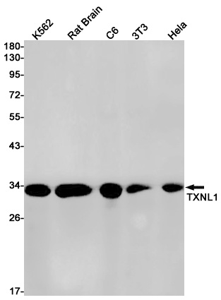 TXNL1 Antibody