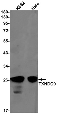TXNDC9 Antibody