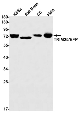 TRIM25 Antibody