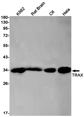 Translin Associated Protein X Rabbit mAb