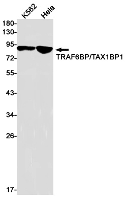 TAX1BP1 Antibody