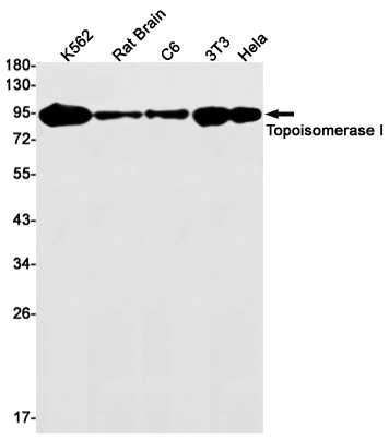 TOP1 Antibody