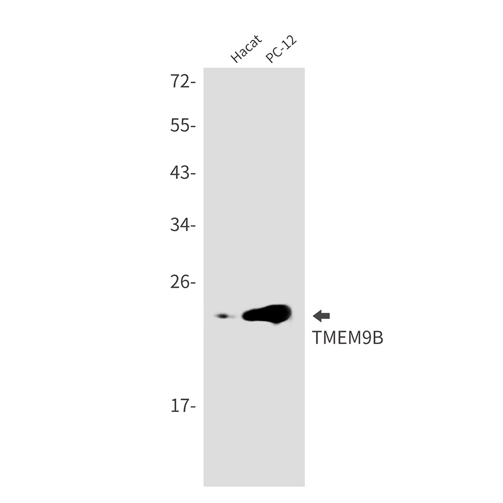 TMEM9B Antibody