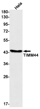 TIMM44 Antibody