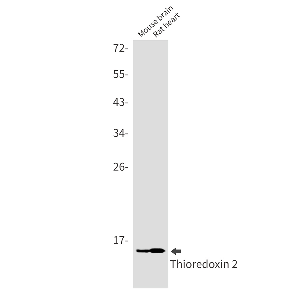 Thioredoxin 2 Rabbit mAb