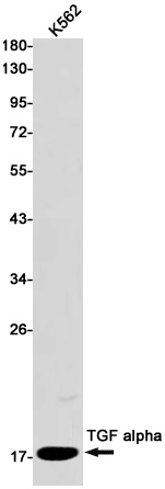 TGFA Antibody