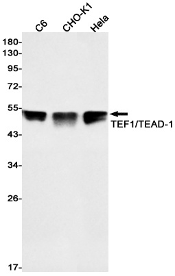 TEAD1 Antibody
