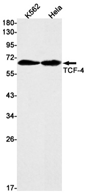 TCF7L2 Antibody