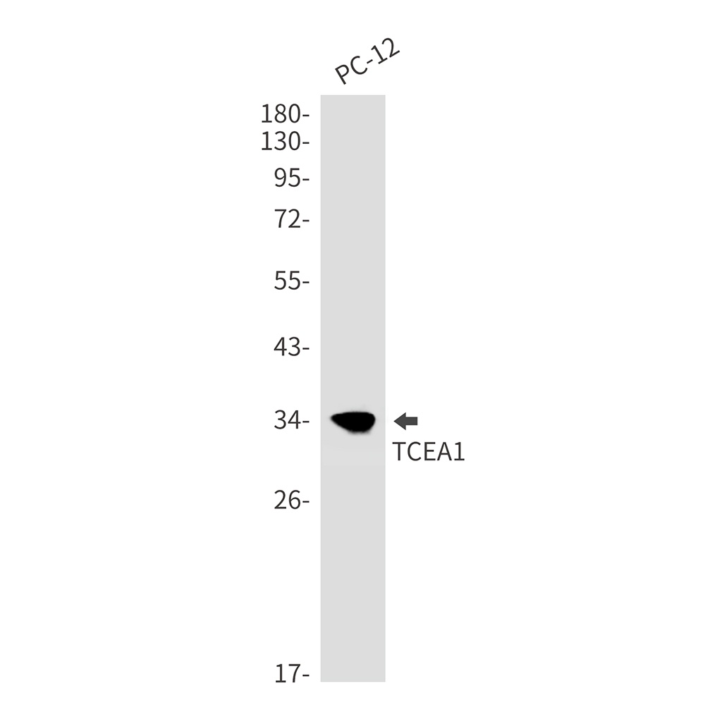 TCEA1 Rabbit mAb