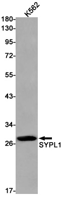 SYPL1 Antibody