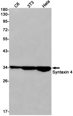 STX4 Antibody