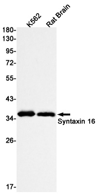 Syntaxin 16 Rabbit mAb