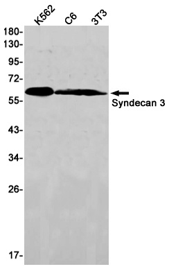 SDC3 Antibody