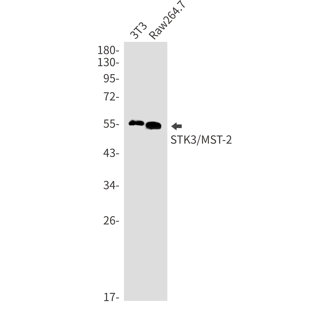 STK3 Rabbit mAb