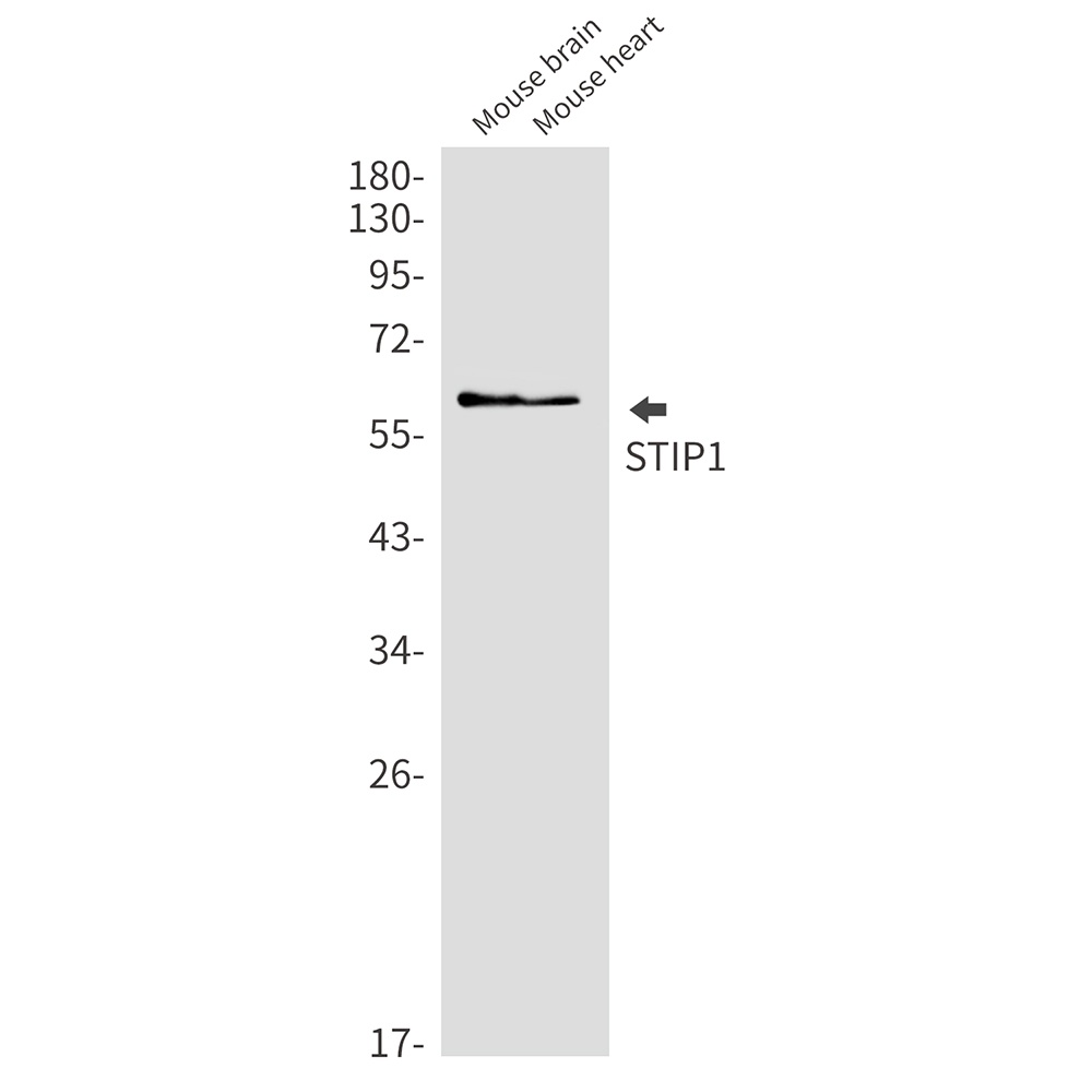 STIP1 Antibody