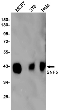 SMARCB1 Antibody