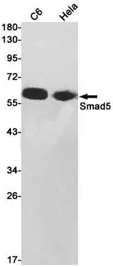 Smad5 Rabbit mAb