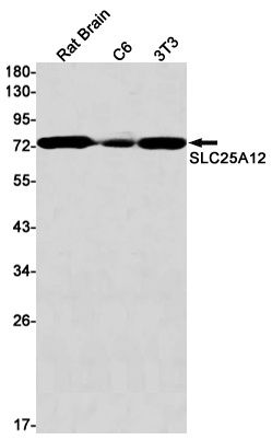 SLC25A12 Antibody