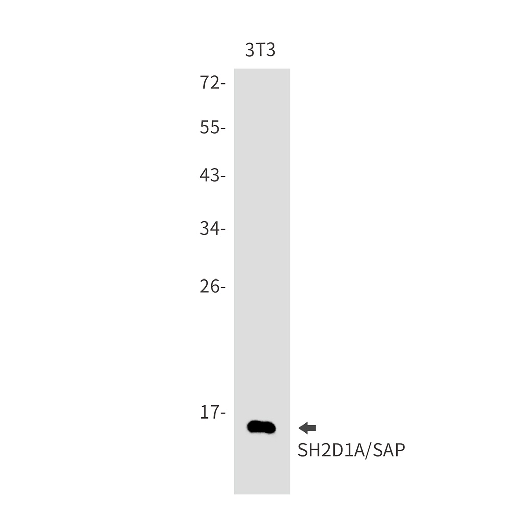 SH2D1A Rabbit mAb