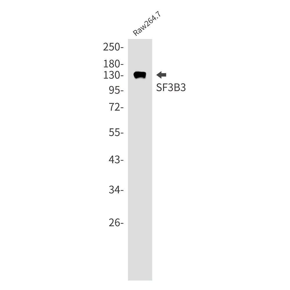 SF3B3 Rabbit mAb