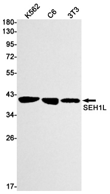 Seh1L Antibody