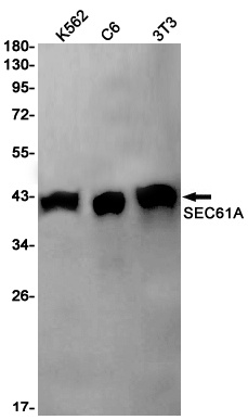 SEC61A2 Antibody