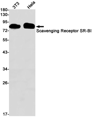 SCARB1 Antibody