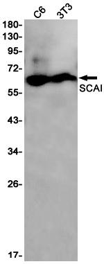 SCAI Antibody