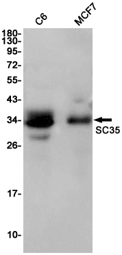 SRSF2 Antibody