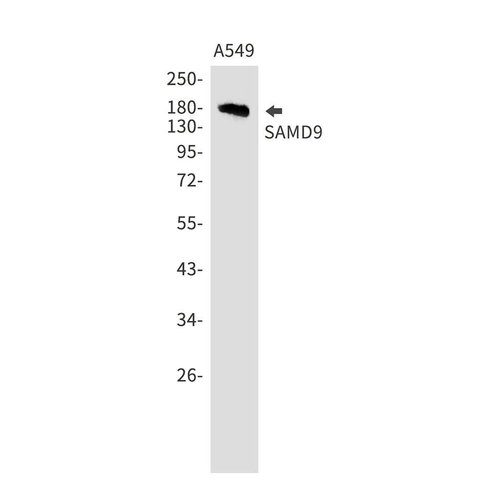 SAMD9 Antibody