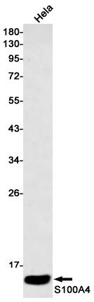 S100A4 Antibody