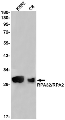 RPA2 Antibody