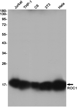 RBX1 Antibody